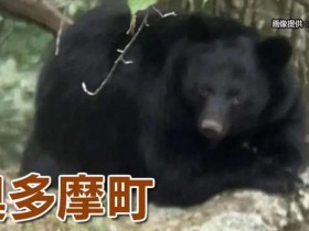 东京都也有野熊出没了！此前警察刚发现一具被熊啃咬的人体碎尸【365娱乐资讯网】