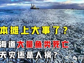 日本又有大量鱼尸冲上岸！不只北海道这回是三重县渔港【365娱乐资讯网】