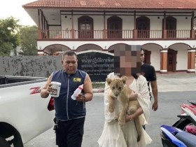 饭店客房偷养狮子！中国女子普吉岛被捕【365娱乐资讯网】
