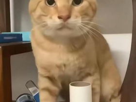 “没建模没经济”的“干嘛猫”,就不能收获属于自己的幸福吗?【365娱乐资讯网】