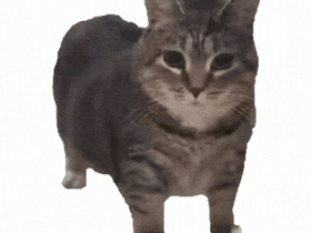 现在互联网上最火的猫,从“耄耋”变成了“萝卜纸巾猫”【365娱乐资讯网】