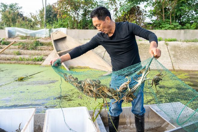 大闸蟹价格腰斩盛产、消费力下降是主因