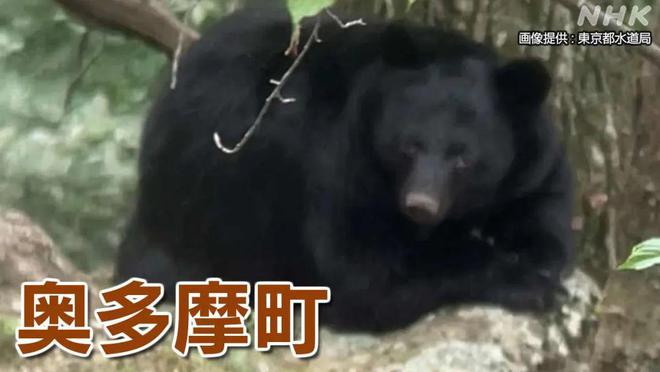 东京都也有野熊出没了！此前警察刚发现一具被熊啃咬的人体碎尸【365娱乐资讯网】