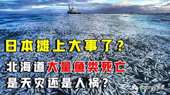 日本又有大量鱼尸冲上岸！不只北海道这回是三重县渔港