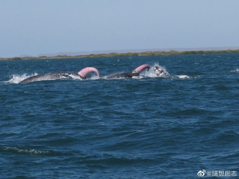 蓝鲸身长30米体重200吨，蓝鲸丁丁竟长达3米