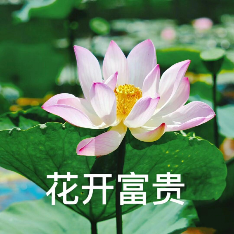 弗雷尔卓德讲武堂上的“野史”，比“瓶盖怪谈”还要更扯