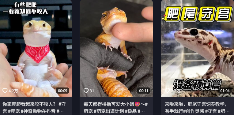 东方树叶变质长出的茶菌，怎么就成为了超越哈基米的宠物界顶流？【365娱乐资讯网】