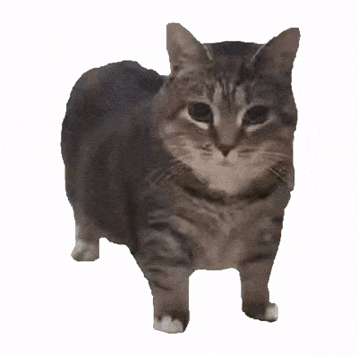 现在互联网上最火的猫，从“耄耋”变成了“萝卜纸巾猫”【365娱乐资讯网】